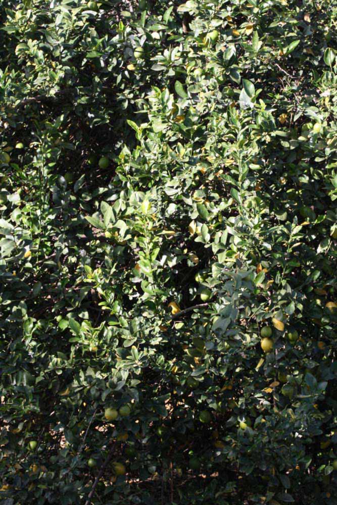            Habit (Egyptian, Riverside, CA)   